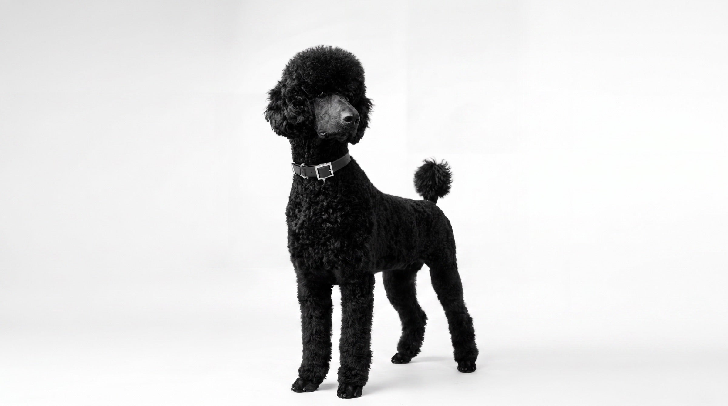 A black Standard Poodle wearing a Paw Fancy Heritage Leather collar with a silver buckle